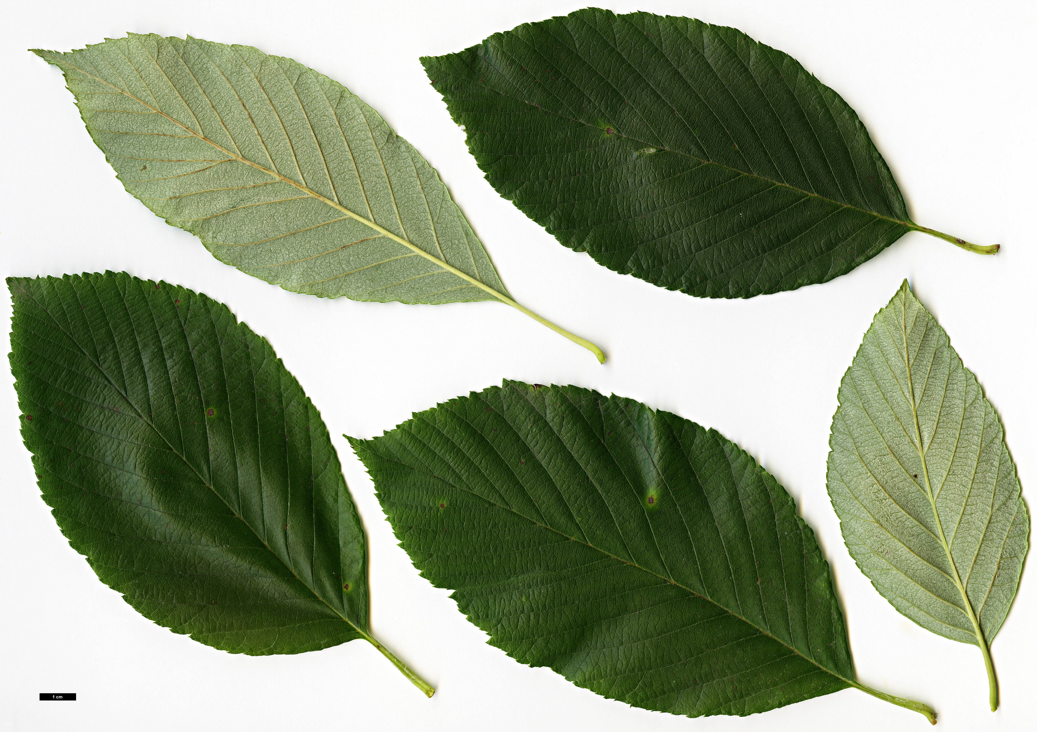 High resolution image: Family: Rosaceae - Genus: Sorbus - Taxon: coronata